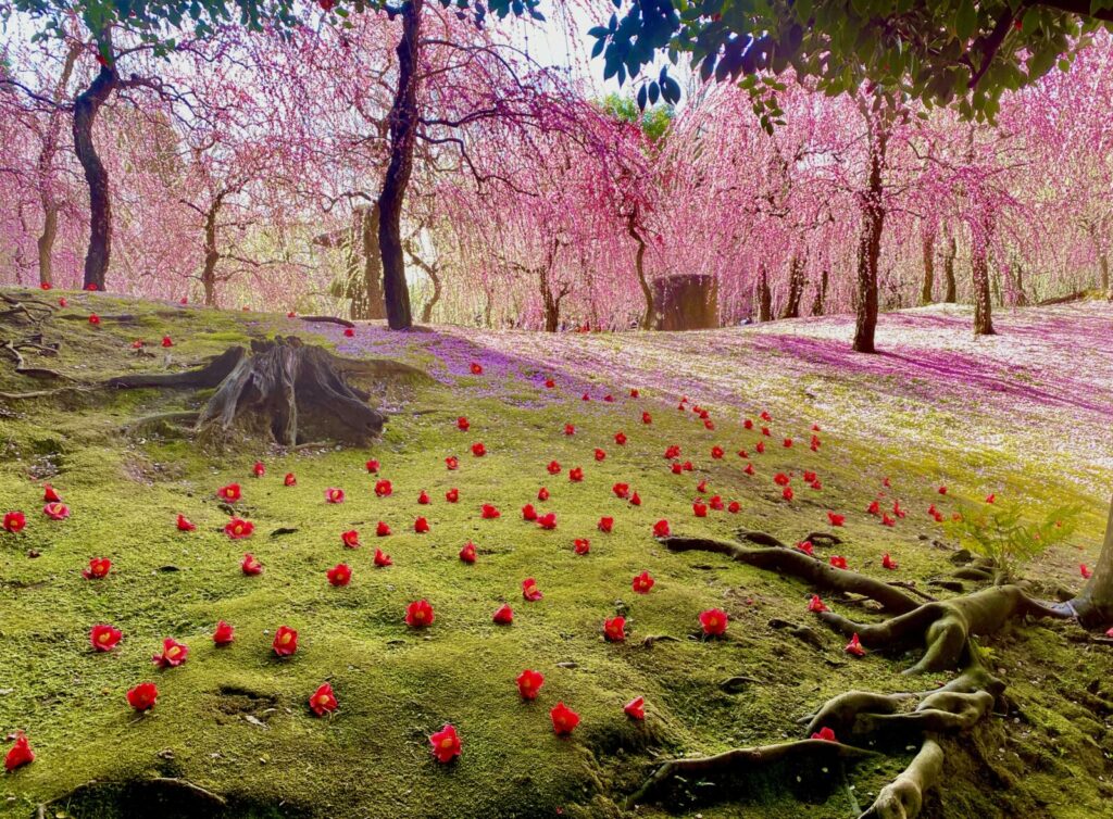 jonangu-shrine-fushimi-plum-blossoms-kyoto