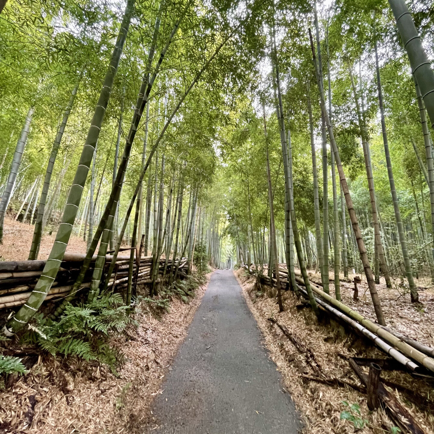 Fushimi-Inari-bamboo