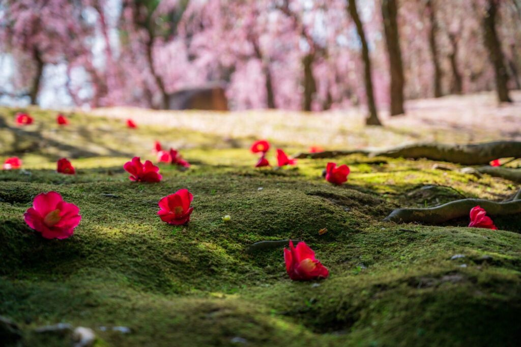 jonan-gu-closeup-flower-kyoto