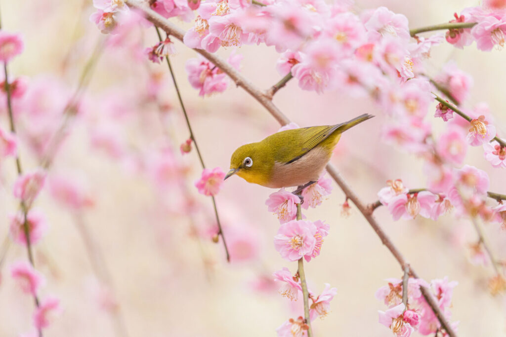 jonan-gu-plum-blossom-bird-kyoto