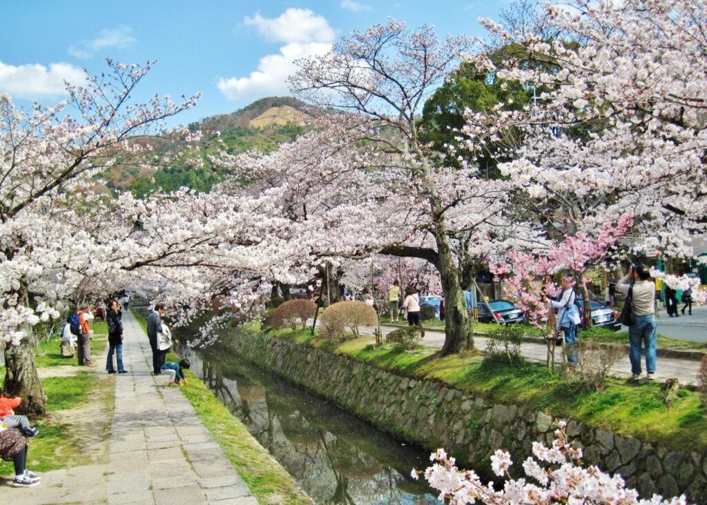 philosophers-path-kyoto-cherry-blossom