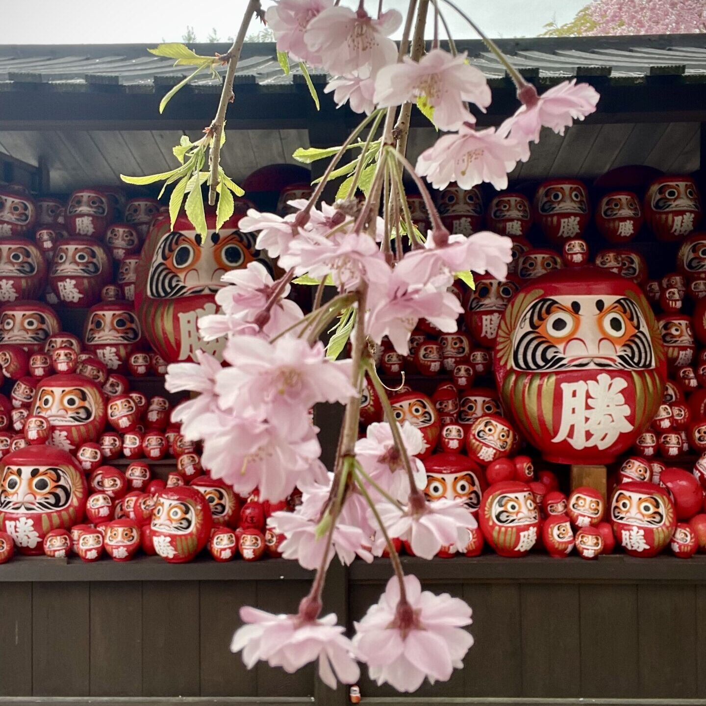 katsuoji-temple-daruma-sakura-cherry-blossoms-osaka-minoh