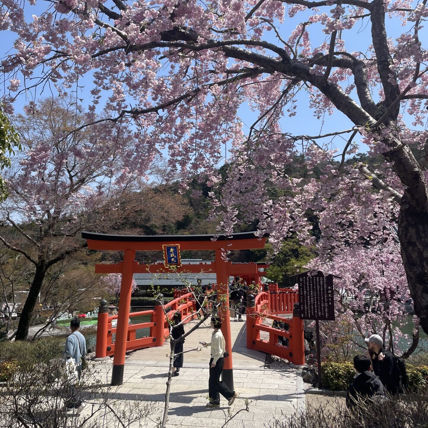 katsuoji-temple-sakura-spring-cherry-blossom-benzaiten