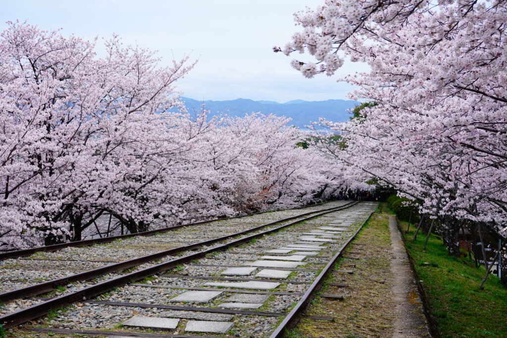 keage-incline-spring-kyoto-cherryblossoms