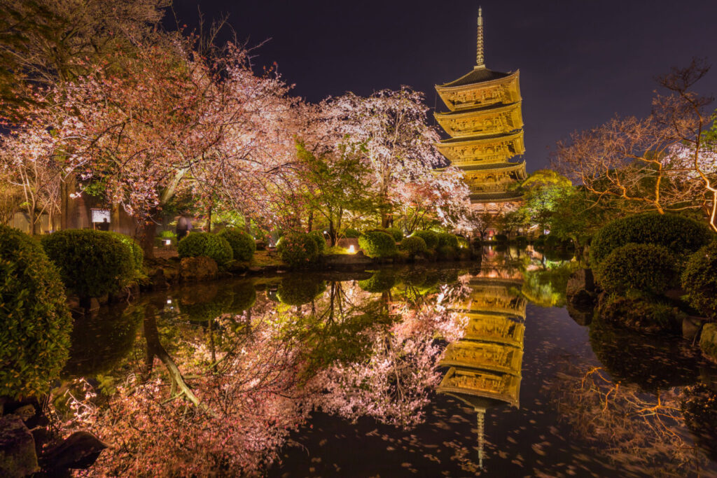 Toji-temple-pagoda-night-cherryblossoms