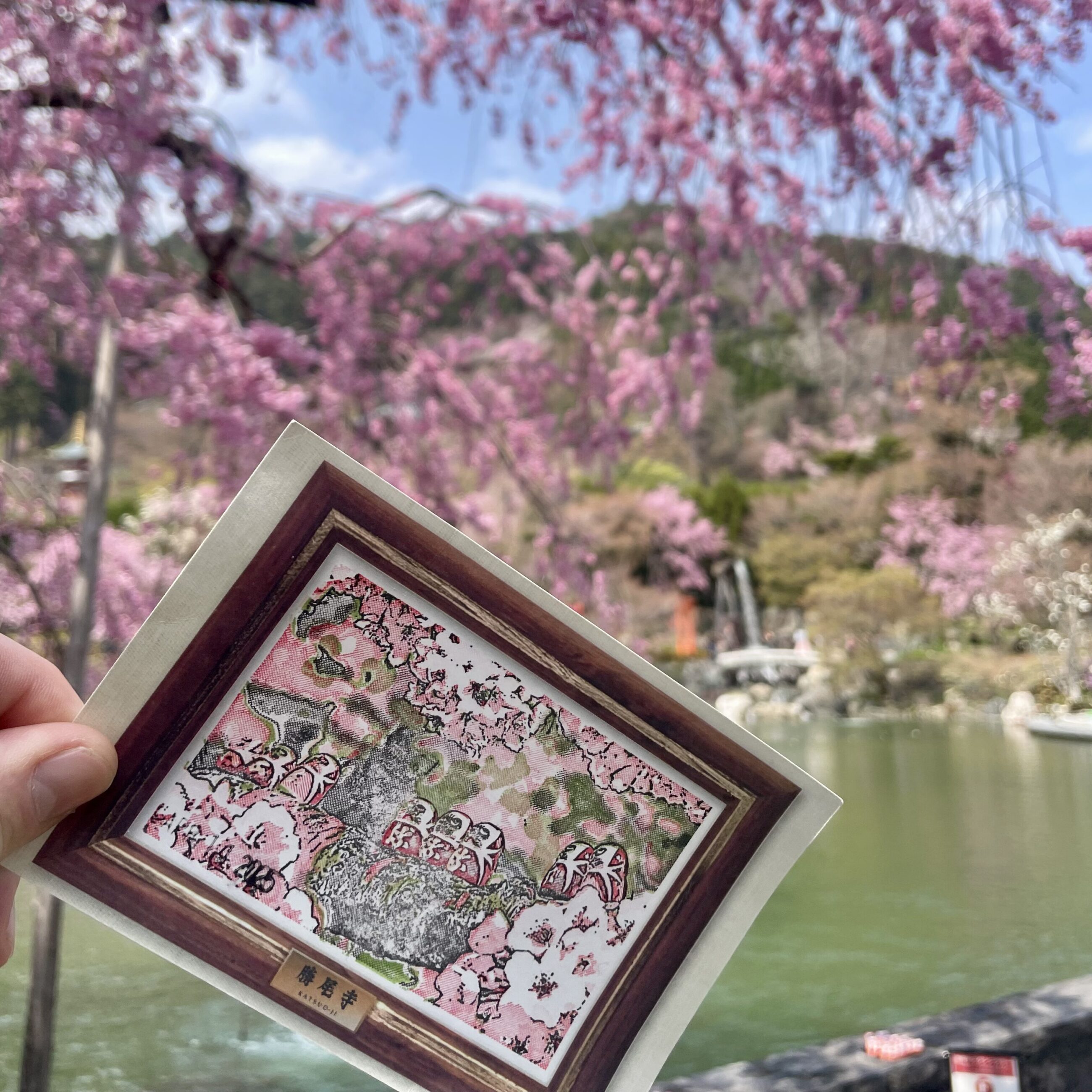 Katsuoji-Daruma-postcard-cherry-blossoms-vertical-JBenko
