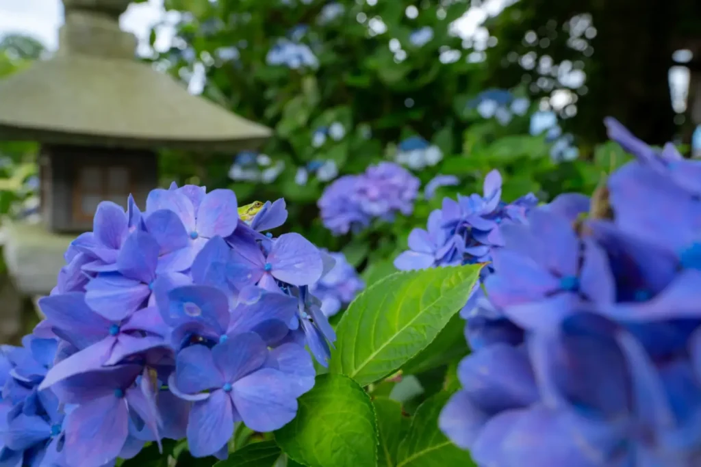 Hydrangeas color the season in June in Nagano.