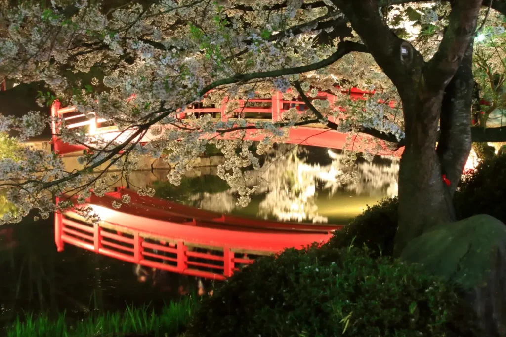 Cherry blossoms in bloom with a red Bridge at Garyu Park in Nagano.