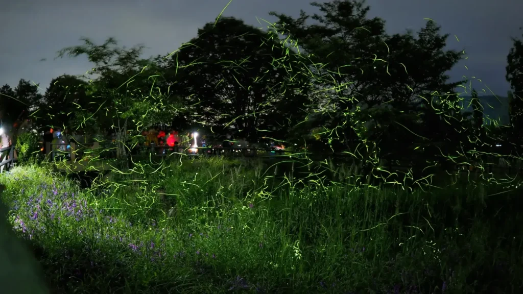 Fireflies in a long-exposure shot in Nagano in June.
