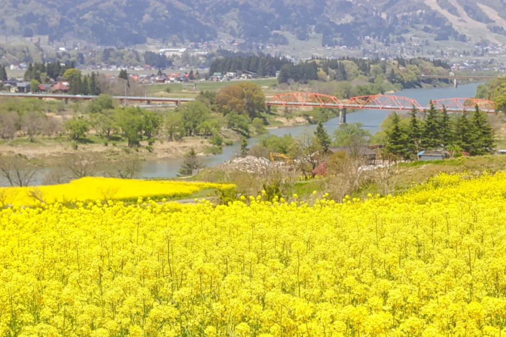 Vibrant canola blossoms at Nanohana Park in Iiyama, Nagano.