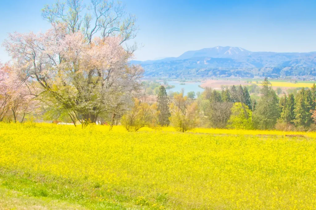 Vibrant canola blossoms at Nanohana Park in Iiyama, Nagano.
