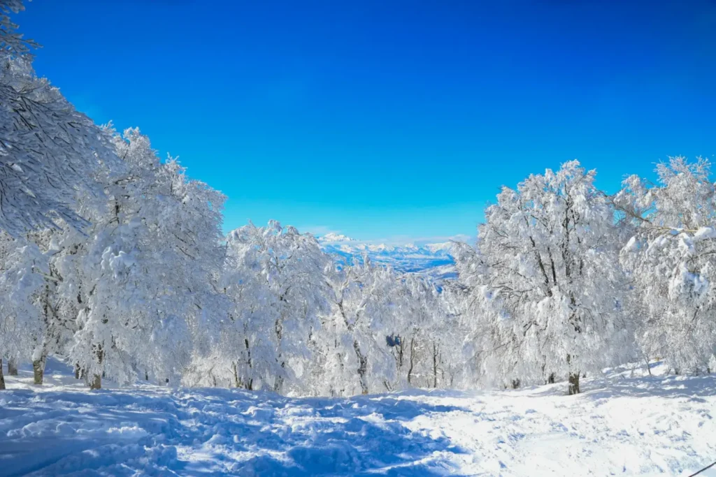 Frozen trees on a ski run in Nozawa Onsen, Japan.