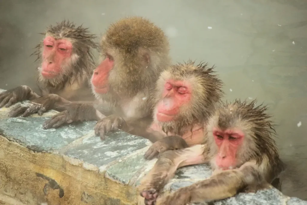 A few old monkeys bathe in the onsen in the snow.
