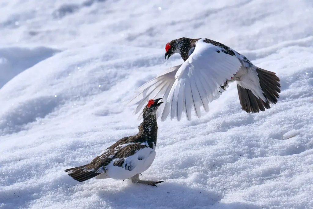 Two raicho interacting in winter scenery in Tateyama.