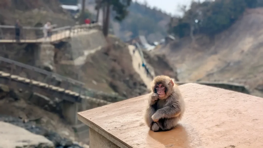 Snow monkey baby chewing on its fingernail with a wide shot of the park.