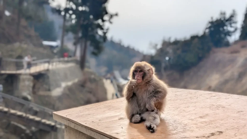 Snow monkey baby eating some grass with its legs splayed.