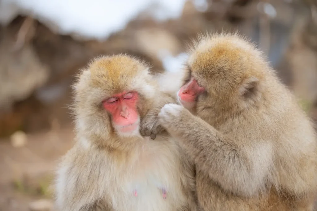 Two snow monkeys groom each other with snow in the background in March.