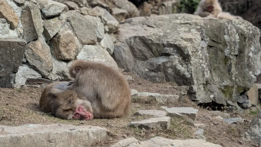 A snow monkey looks into the camera while being groomed.