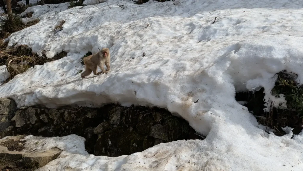 A snow monkey walks across the snow in March scenery.