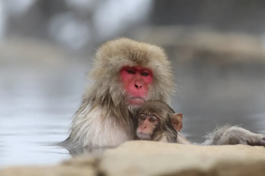 A snow monkey embraces its baby in the onsen in the cold winter.