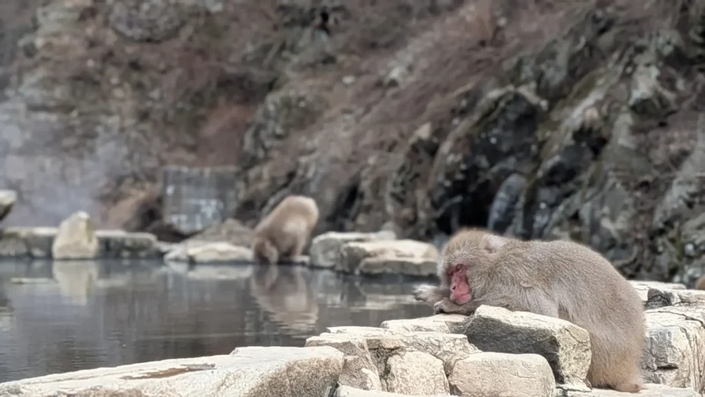 A snow monkey sleeps near the onsen with another in the background.