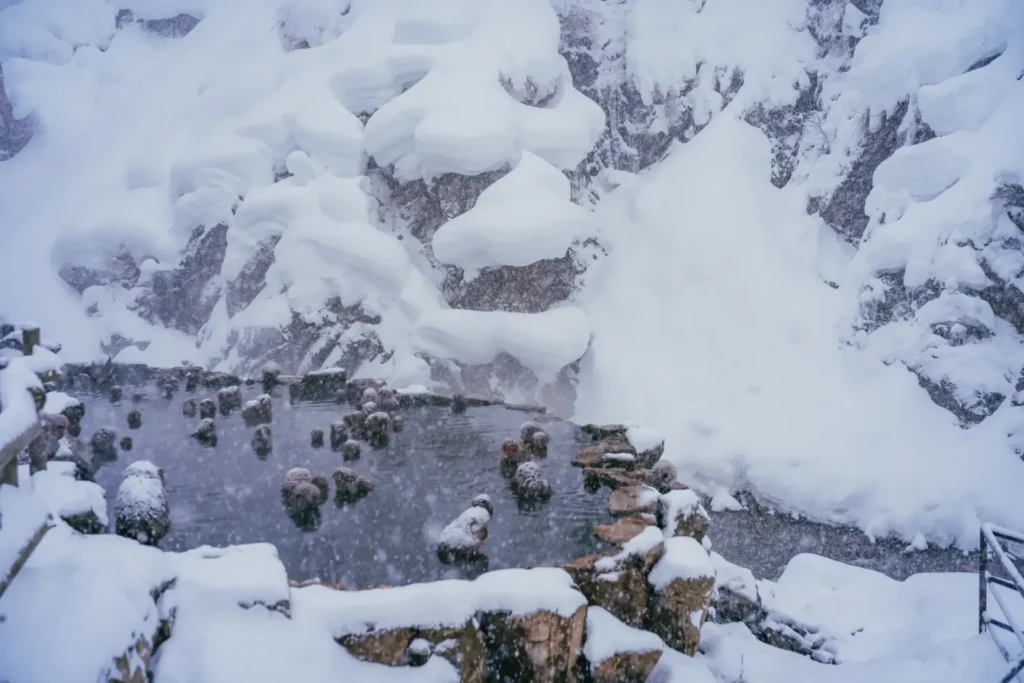 Many monkeys bathe in the onsen amidst frozen scenery.