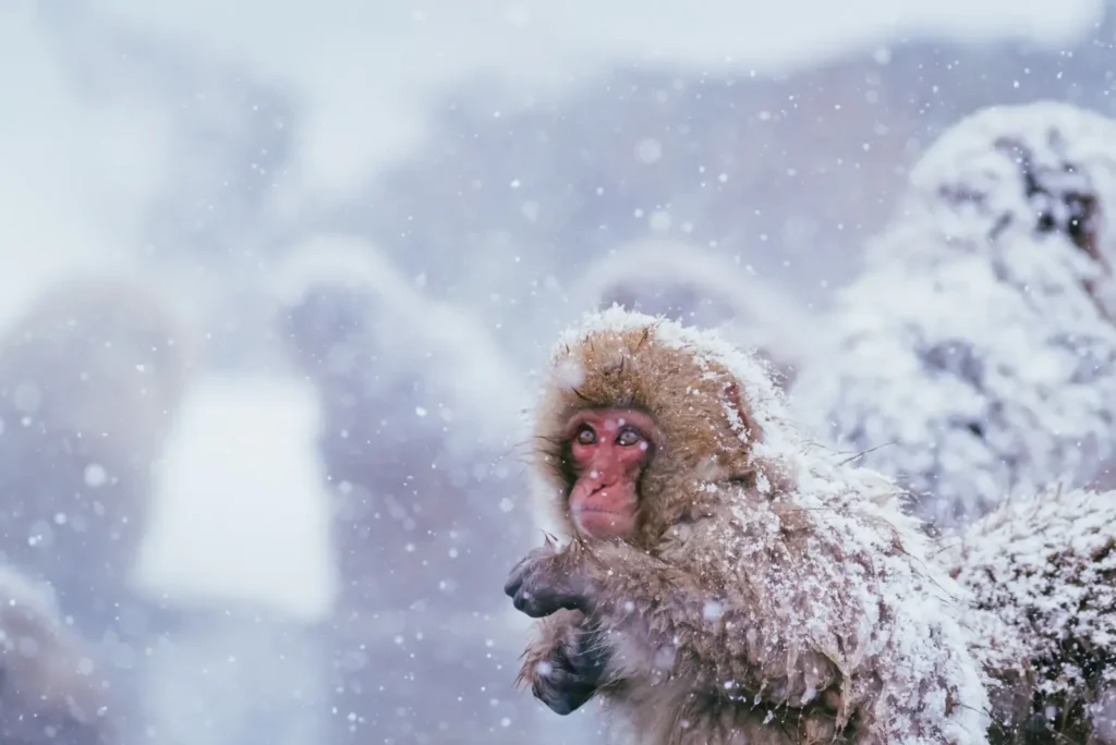 A snow monkey poses with snow on its fur.