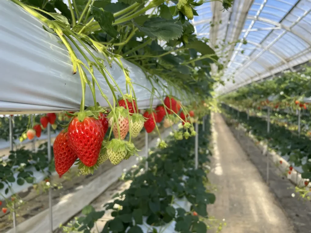 Fresh strawberries in various colors at a picking venue in Nagano City.