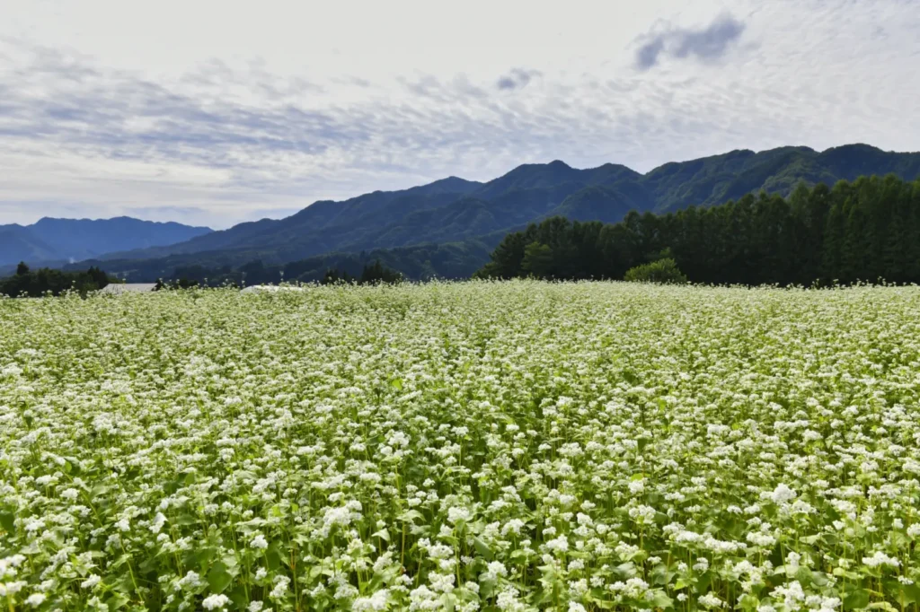 A growing field of white soba in Togakushi.