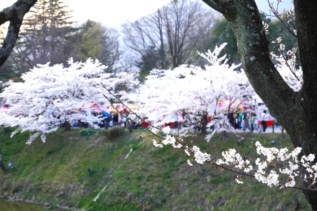 Cherry blossoms and festival atmosphere at Ueda Castle.