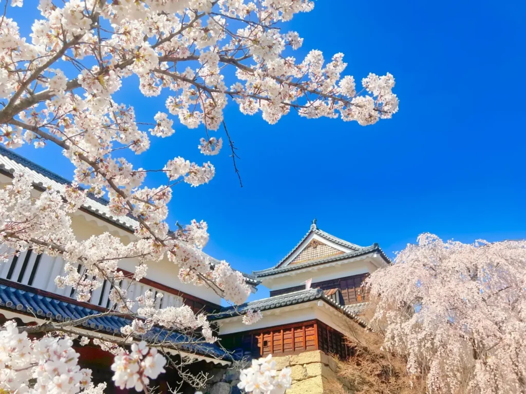 View of the Ueda Castle through the cherry blossoms in April.