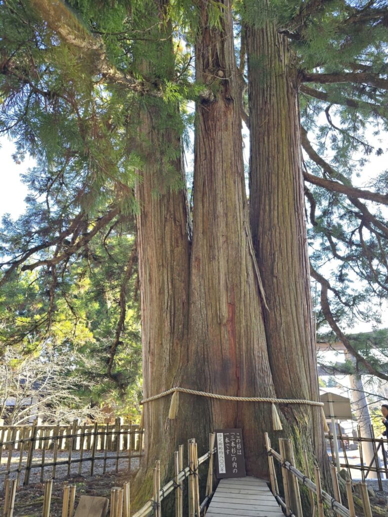 togakushi tree