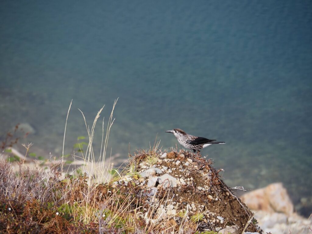 Spotted Nutcracker perches at the Tateyama Kurobe Alpine Route in Nagano, Japan.