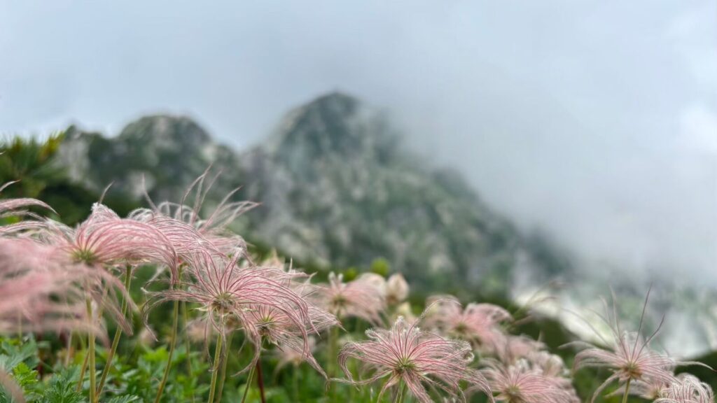 Chinguruma in their second stage, where they lose their petals and look like windmills.