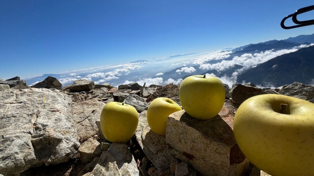 Famous Nagano apples lined up at the summit of Kirigamine in Nagano.