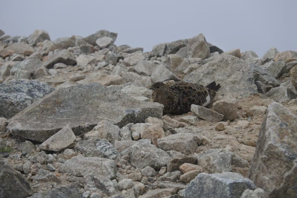 A raicho roosts in the rocks in July in the Alpine Route in summer.