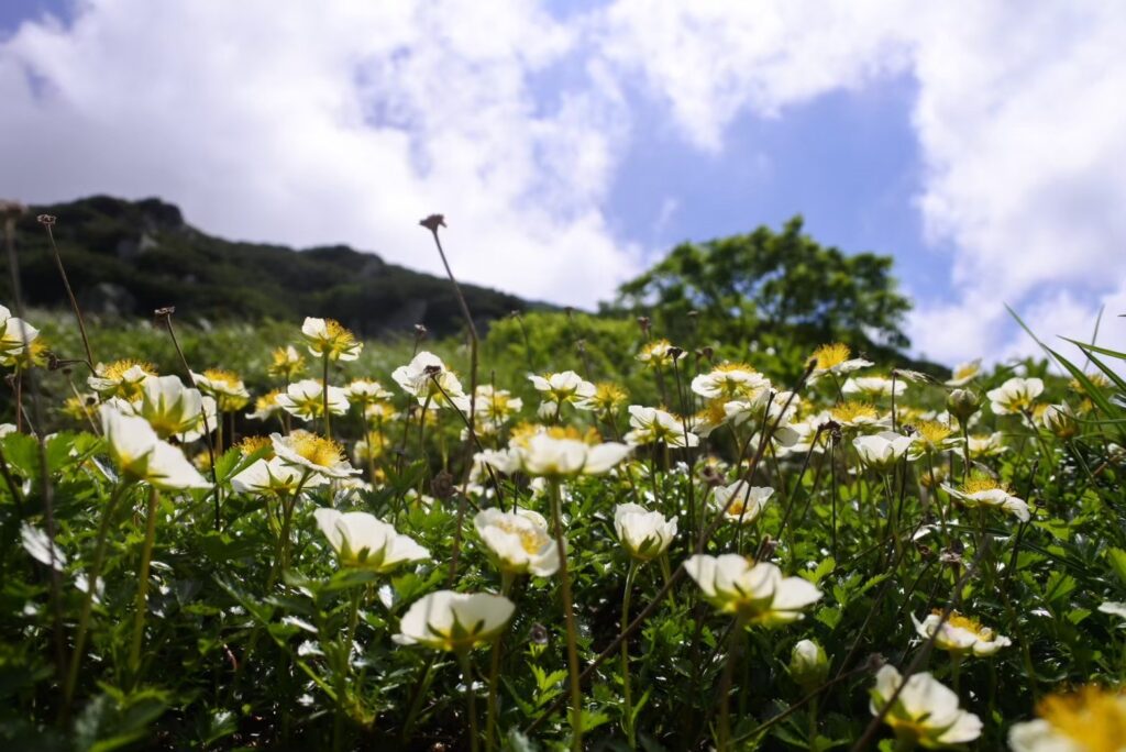 Chinguruma blooms in white along the Tateyama mountain chain in Summer in Nagano.