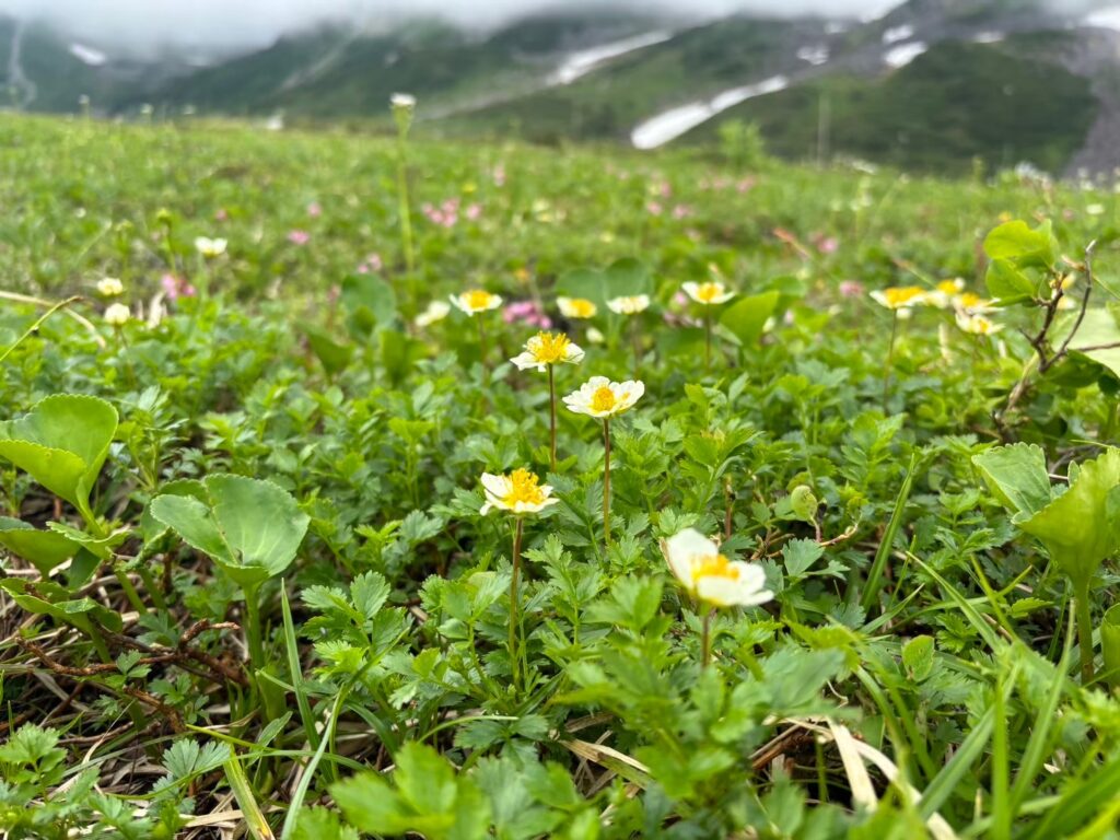 Fields of yellow and white wildflowers in Tateyama in July.