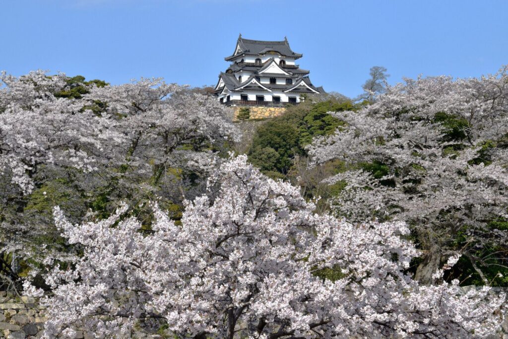 hikone-castle-shiga-kyoto