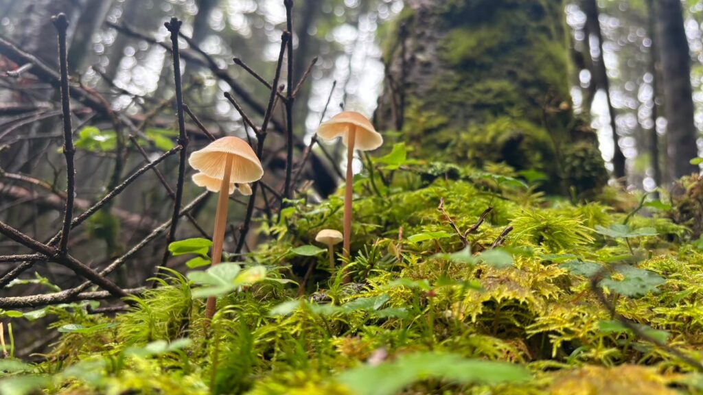 Moss bell mushrooms grow in the moss of Tateshina Mountain's greenery in August in Nagano, Japan.