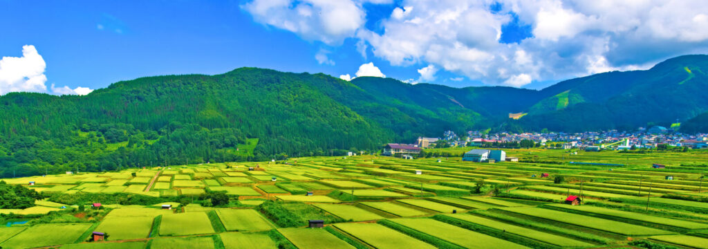 nozawa farms