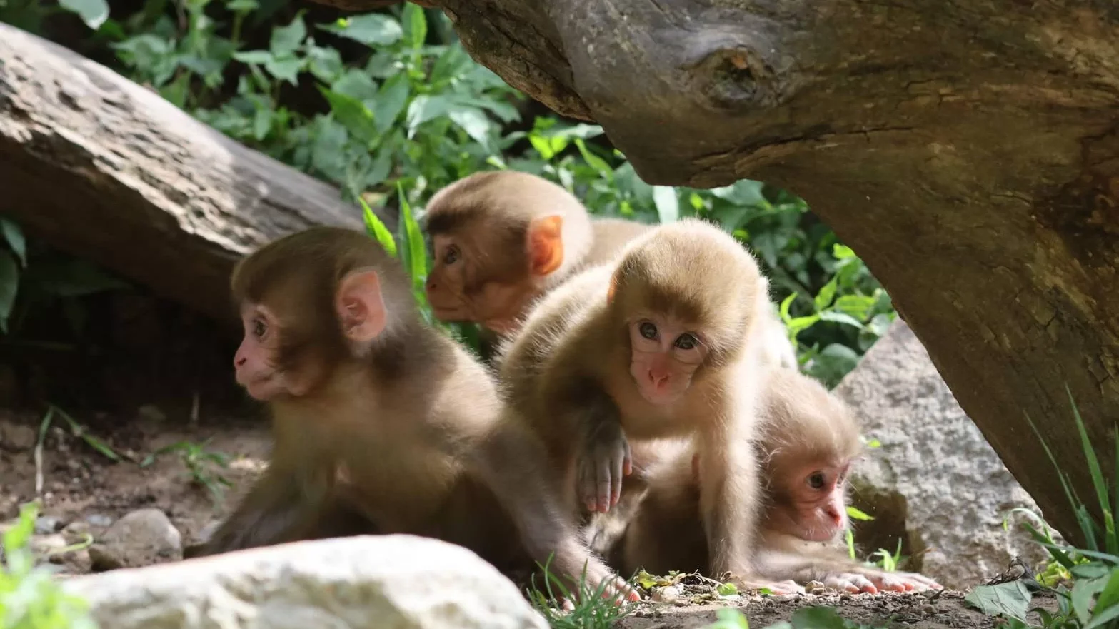 A group of baby snow monkeys explore the Snow Monkey Park in summer.