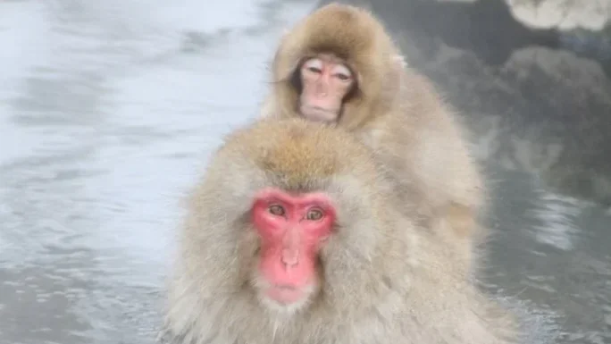 A snow monkey mom giving a piggy back ride to its baby in the onsen.