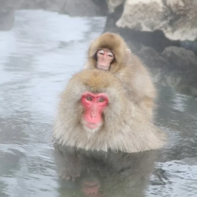 A snow monkey mom giving a piggy back ride to its baby in the onsen.
