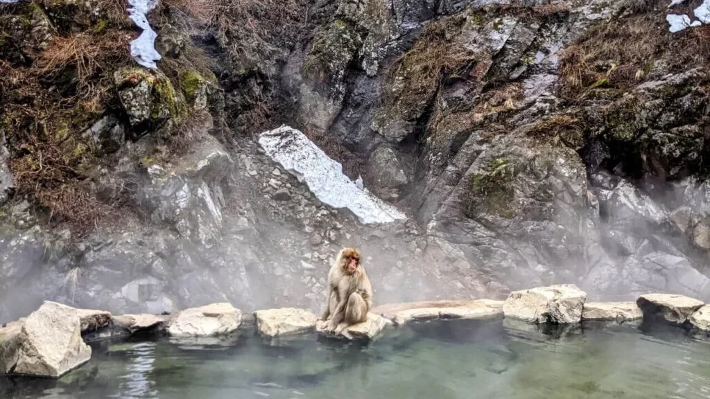 A snow monkey poses in front of the steaming onsen at the Snow Monkey Park.