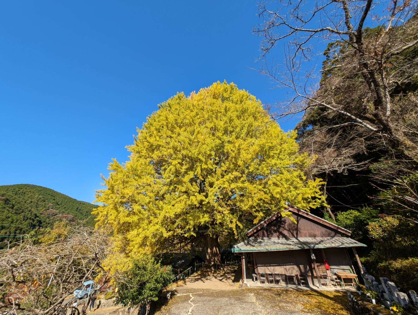 Hosenji-Temple-Fuksada-Great-Gingko-wakayama