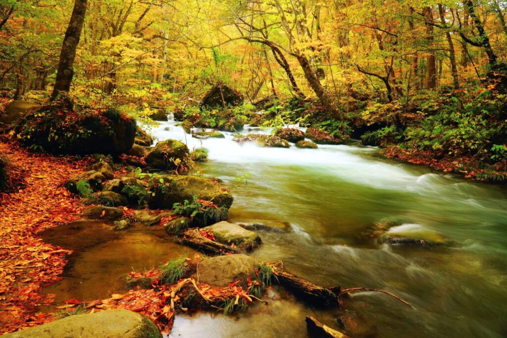autumn leaves at oirase gorge