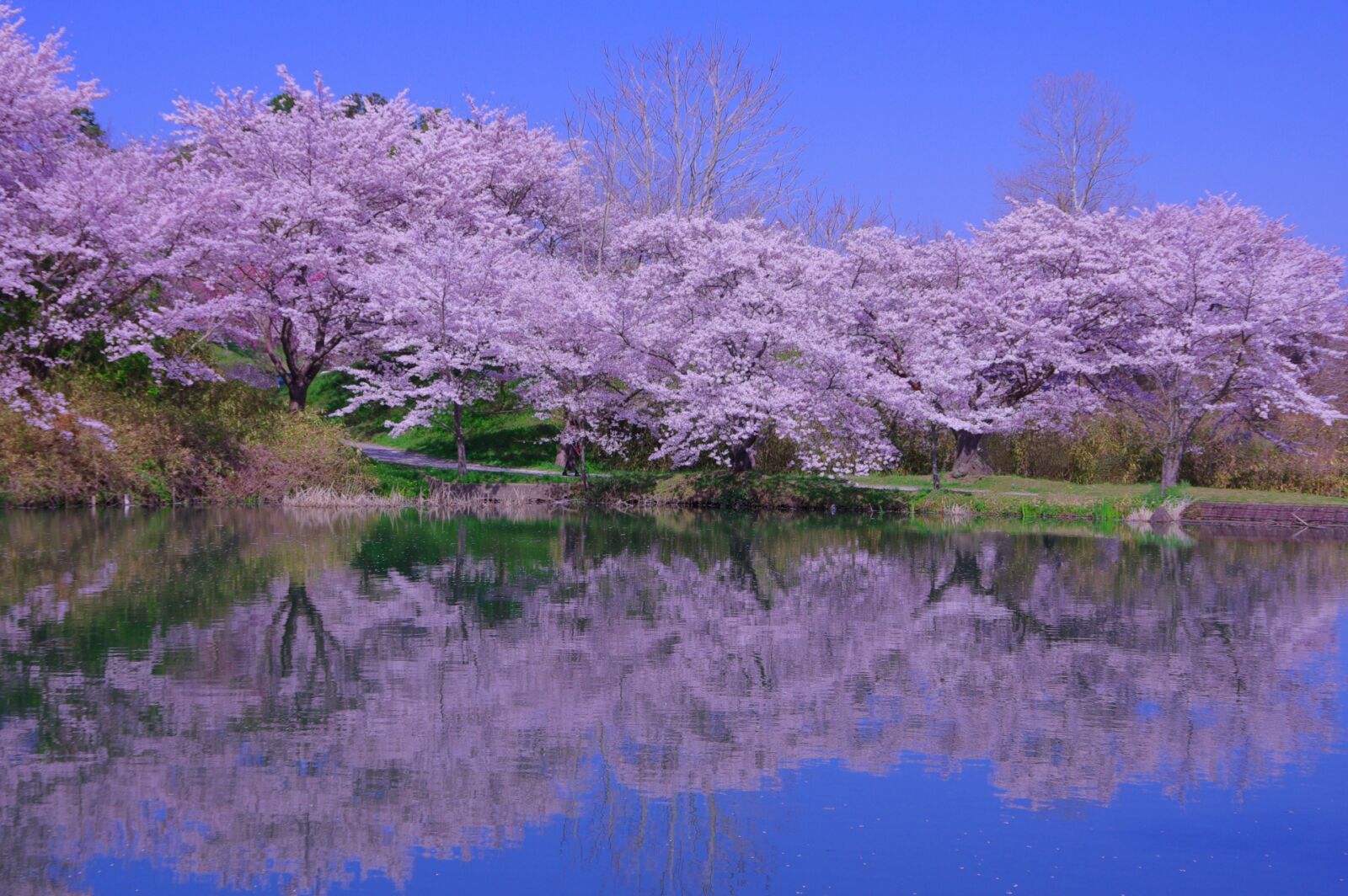 tamba-sasayama-castle